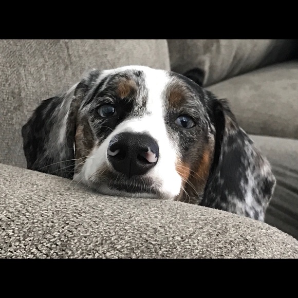 Meet your Posher, Donna - Picture 1 of 1